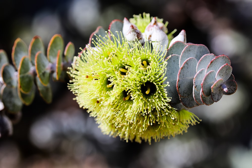 a close up of a plant with green leaves