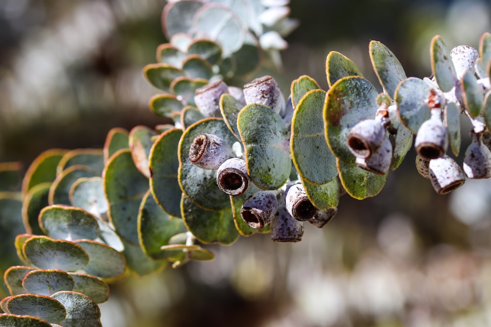 a close up of a pine cone on a tree