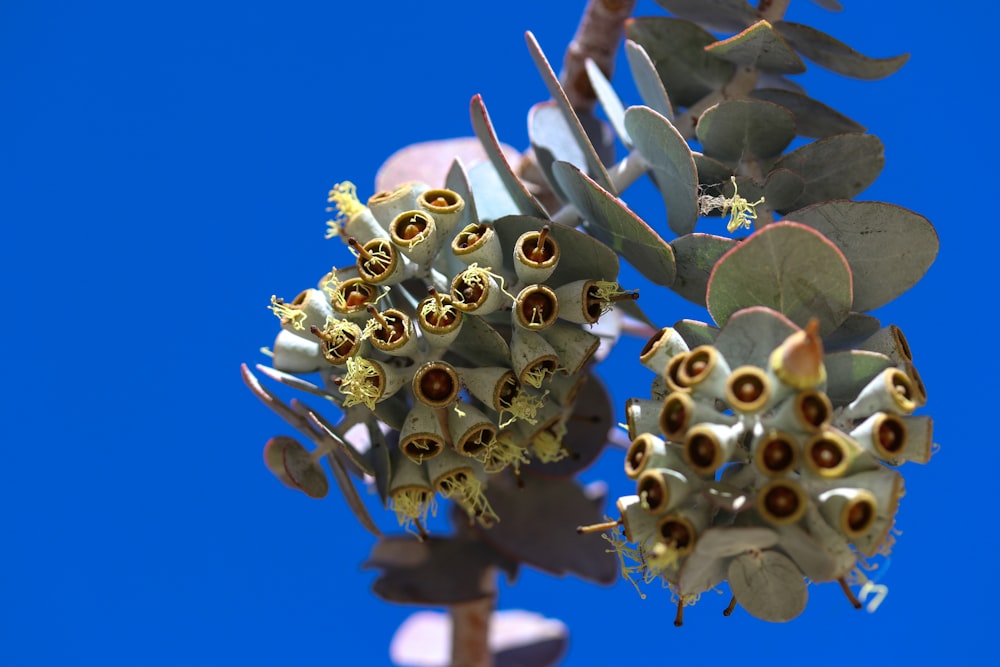 a close up of a flower on a tree