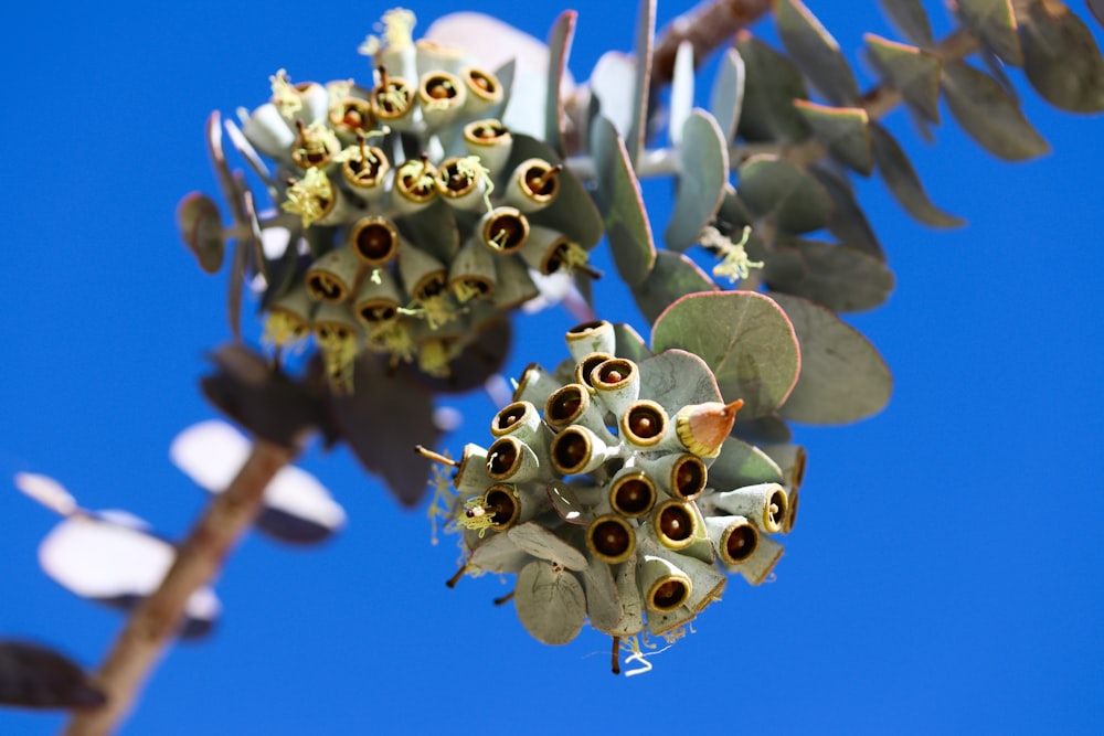 a close up of a flower on a tree branch