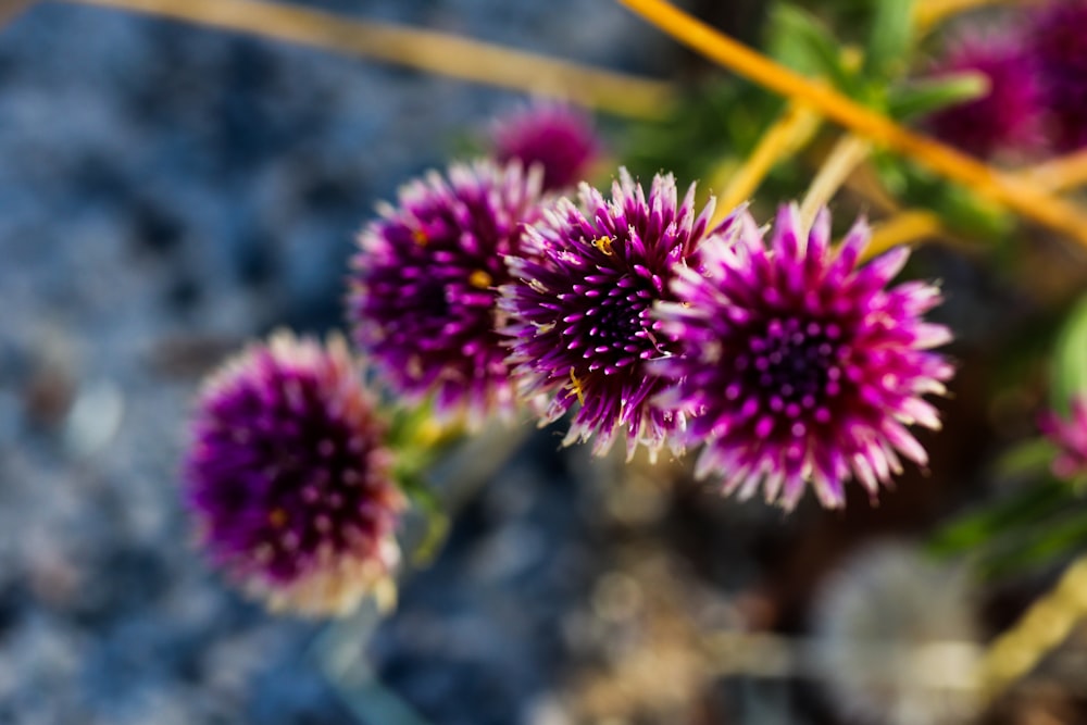 a close up of some purple flowers on a sunny day