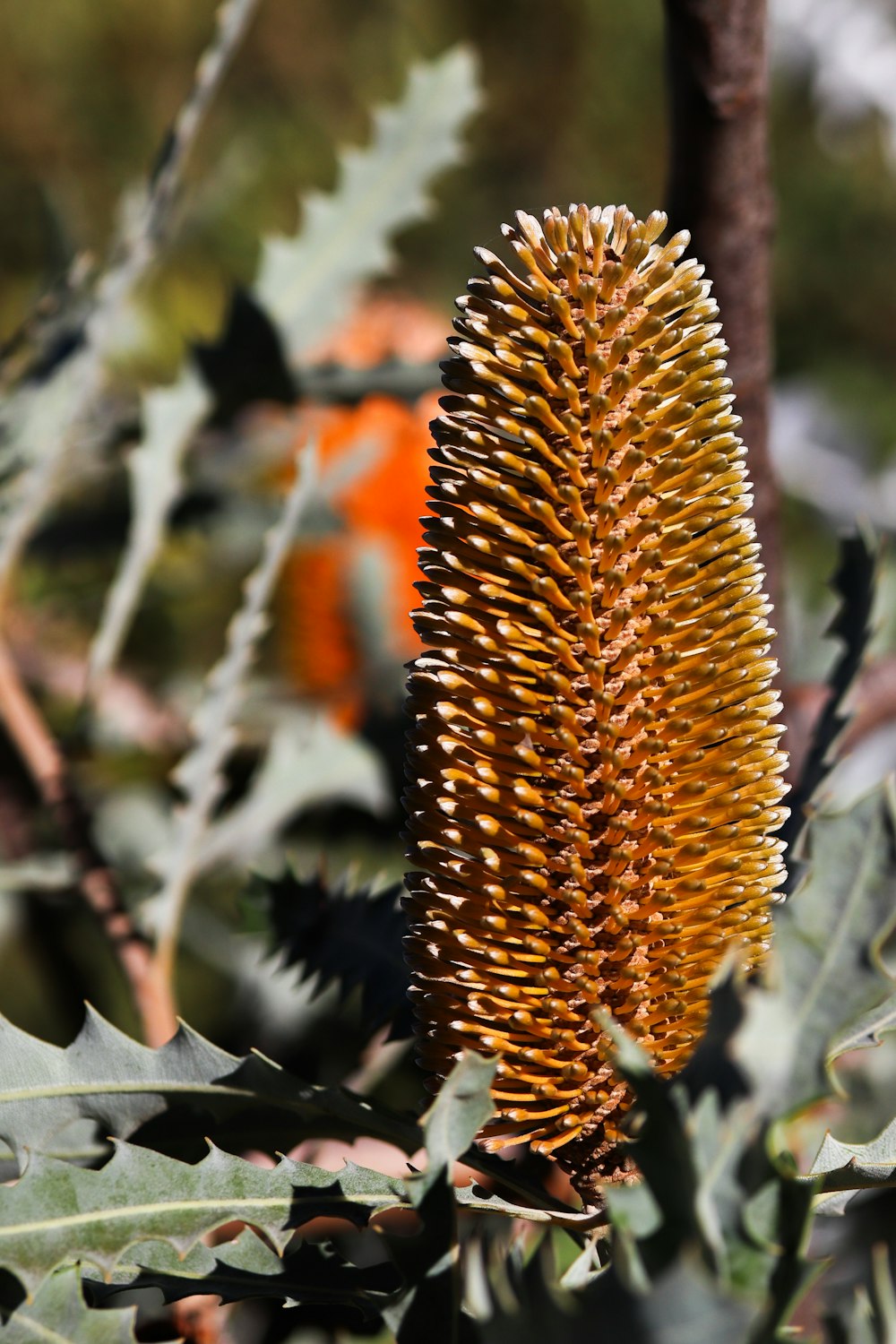 a close up of a flower on a tree