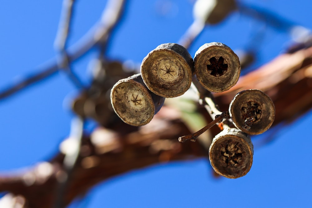 a close up of a bunch of nuts on a tree