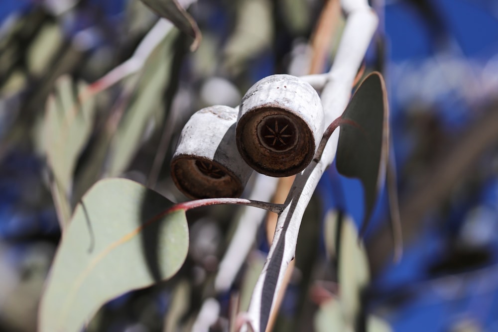 a close up of a tree branch with two nuts on it