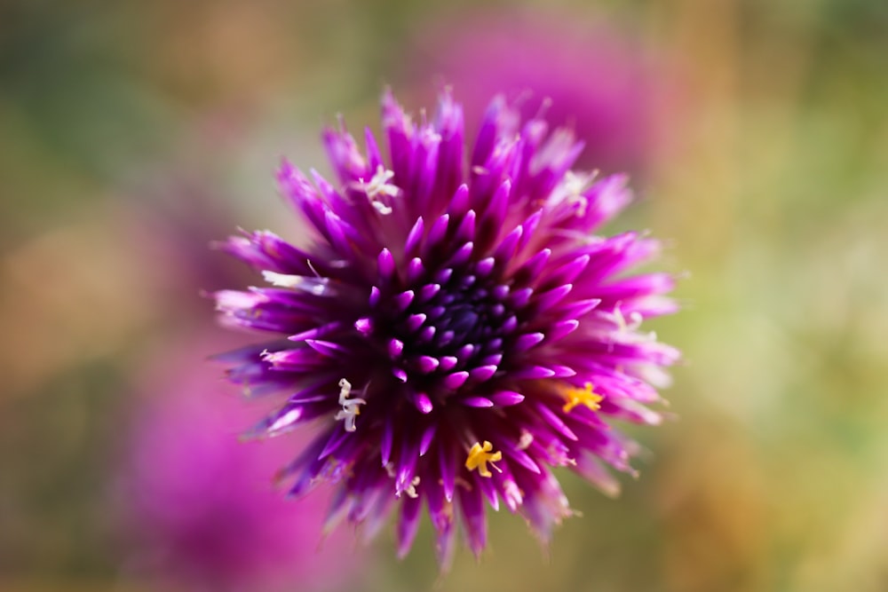 a close up of a purple flower with a blurry background