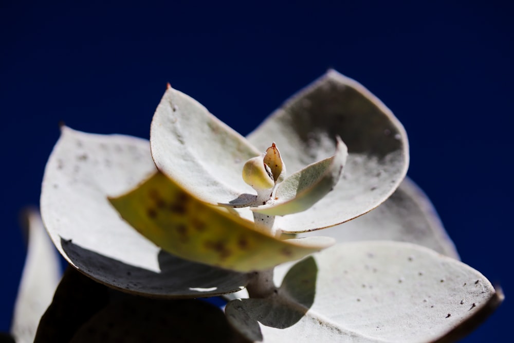 a close up of a white flower on a tree