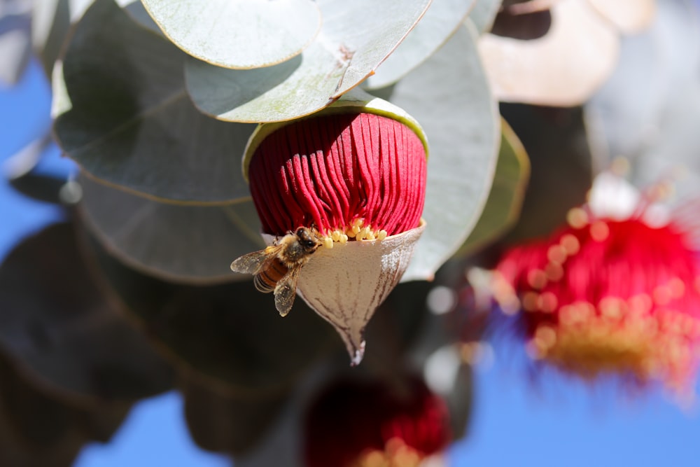 a close up of a flower with a bee on it