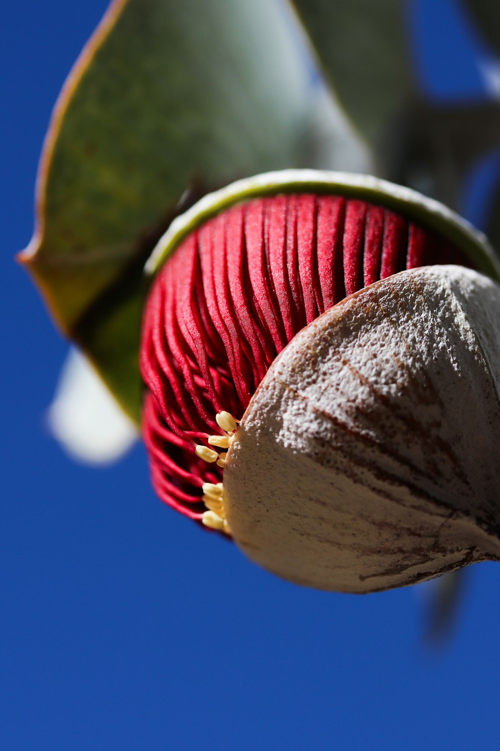 a close up of a flower with a blue sky in the background