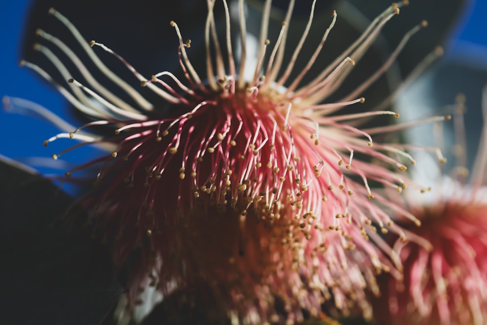 a close up of a flower on a tree