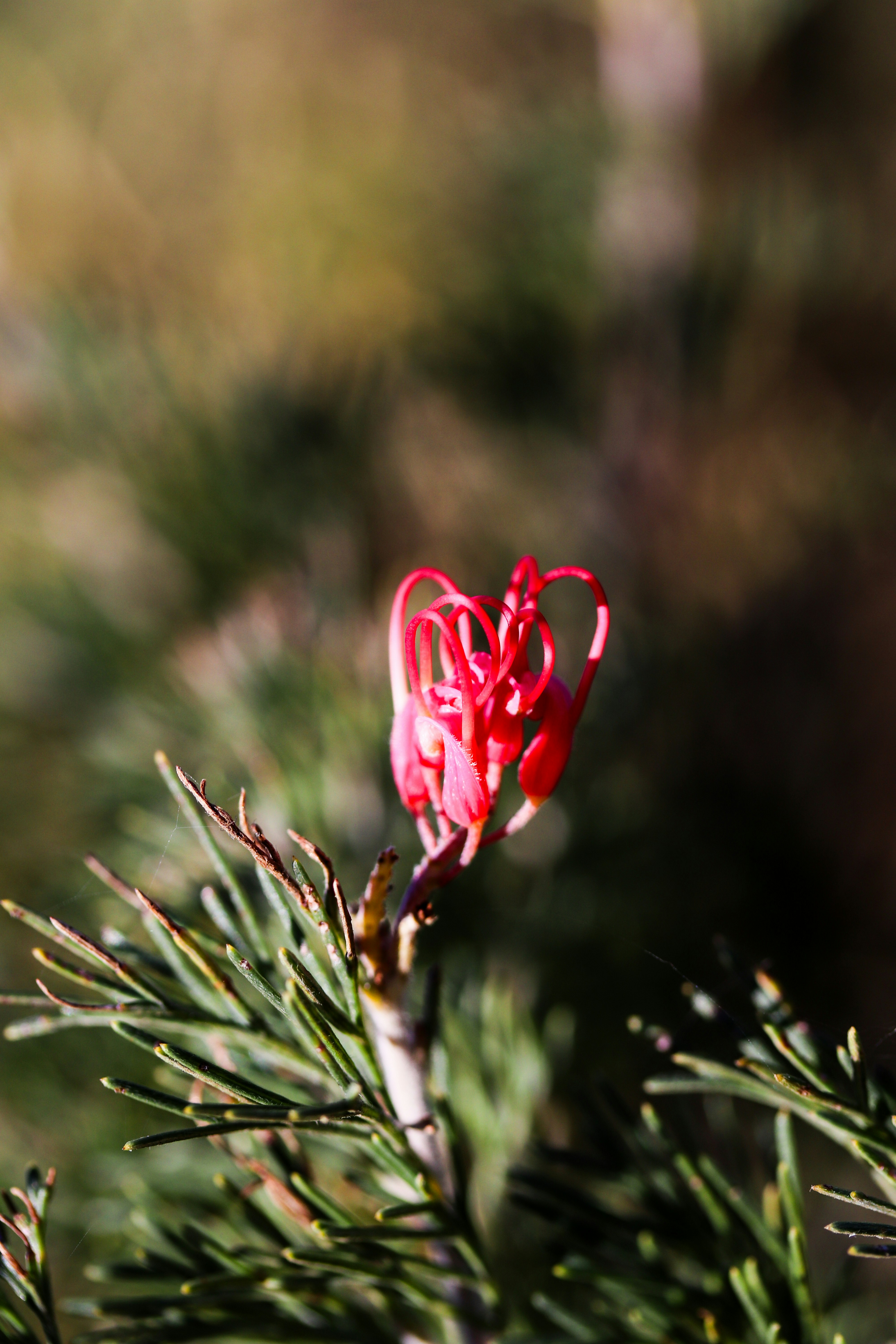close-up bunga merah di pohon
