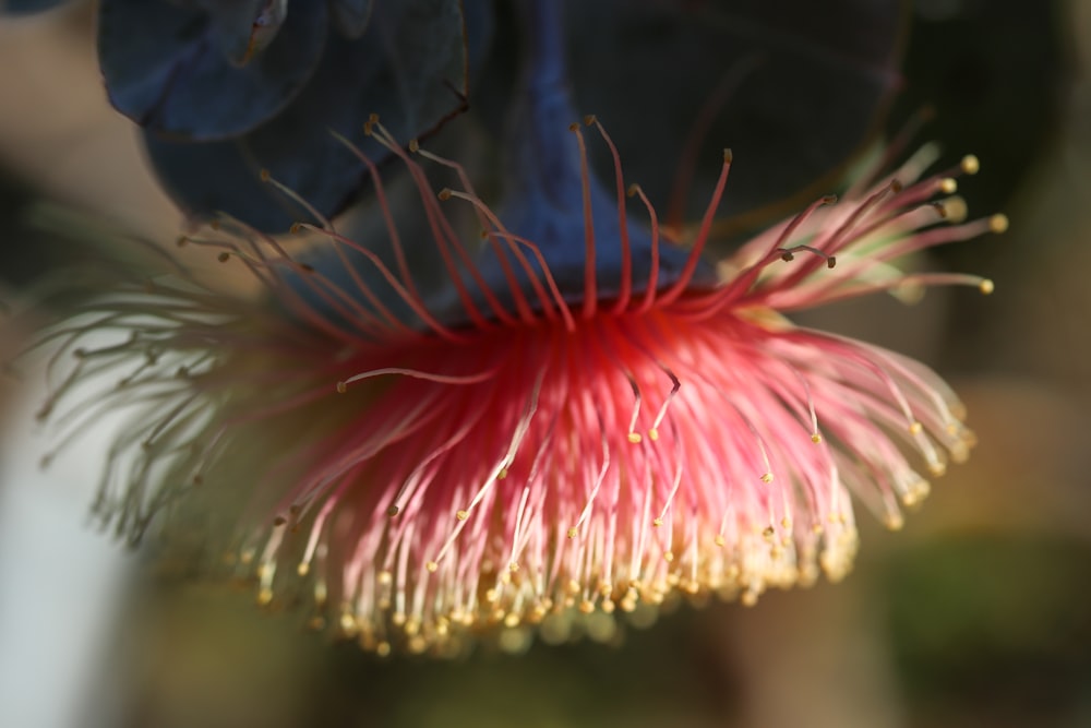 a close up of a flower with a blurry background