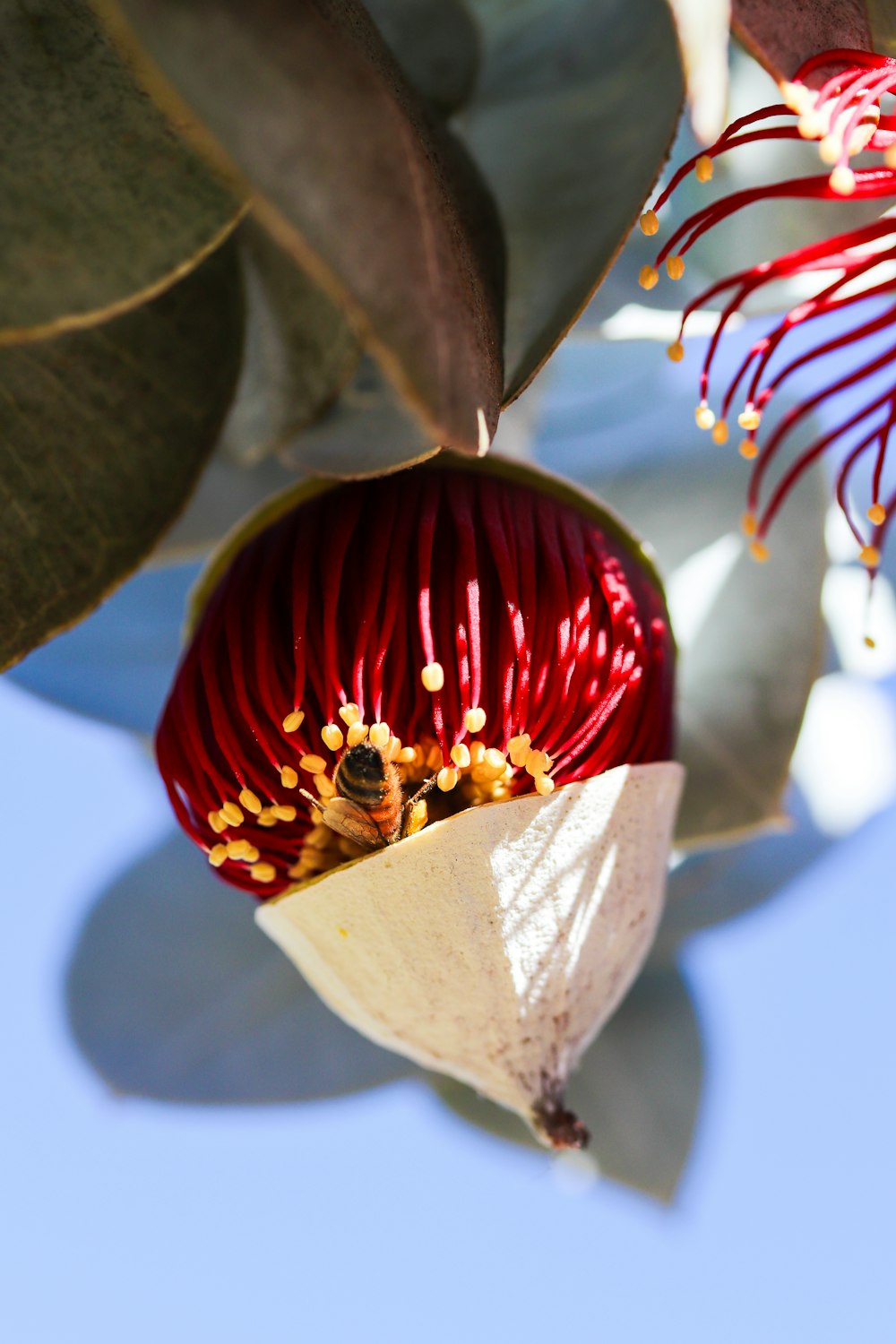 a red flower with a bee inside of it