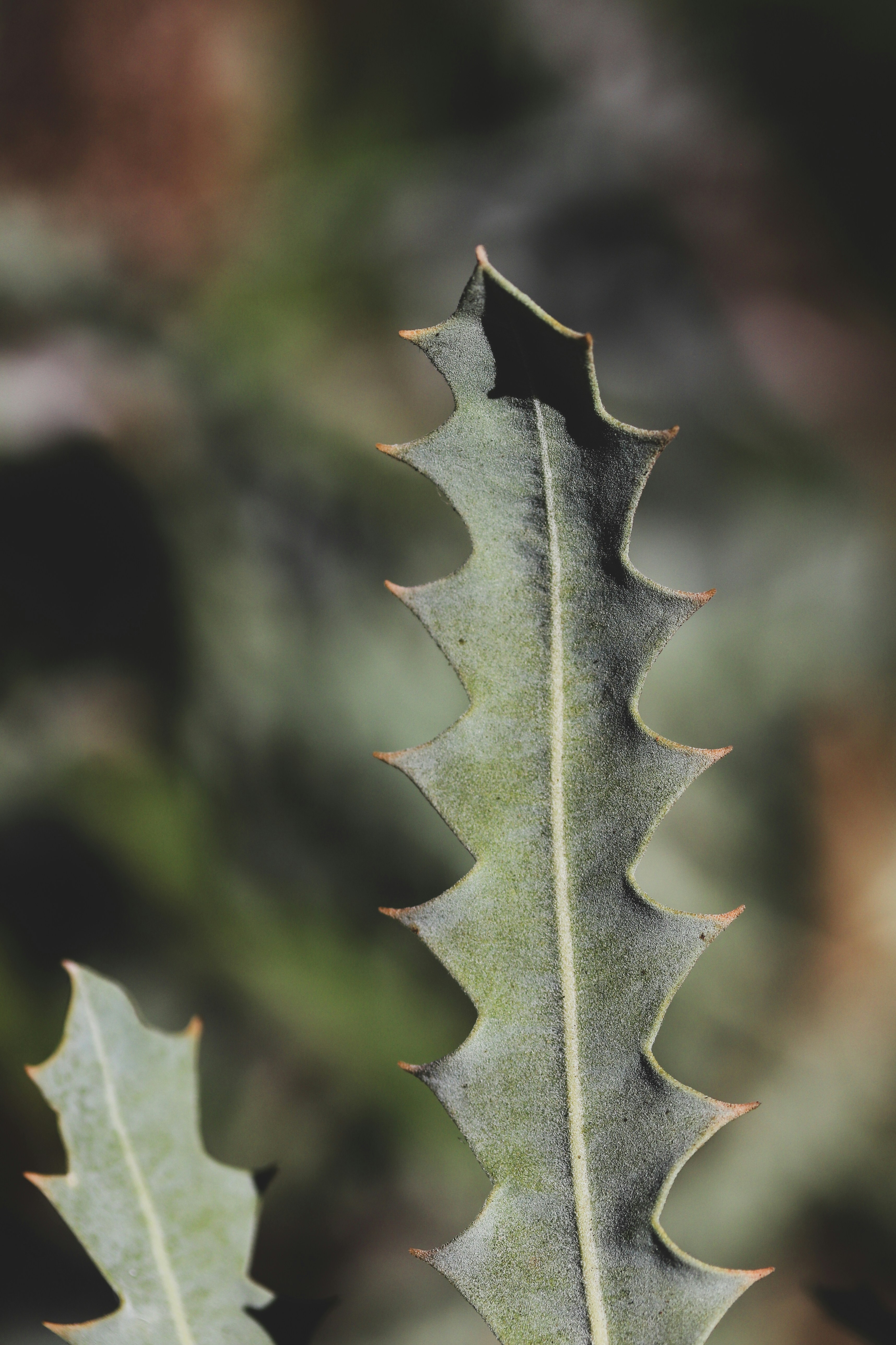 Close-up daun di pohon