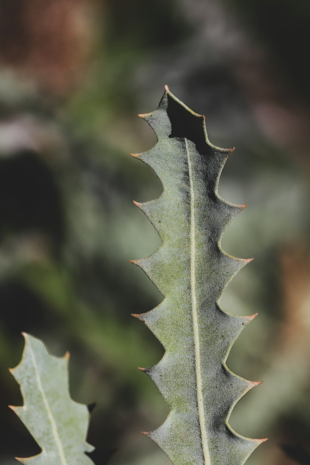 a close up of a leaf on a tree