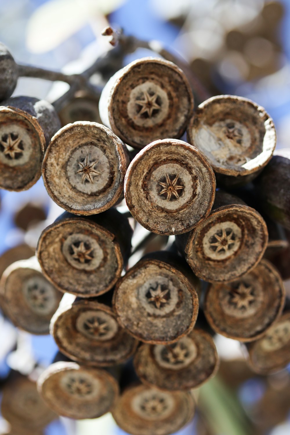 a close up of a bunch of buttons on a tree