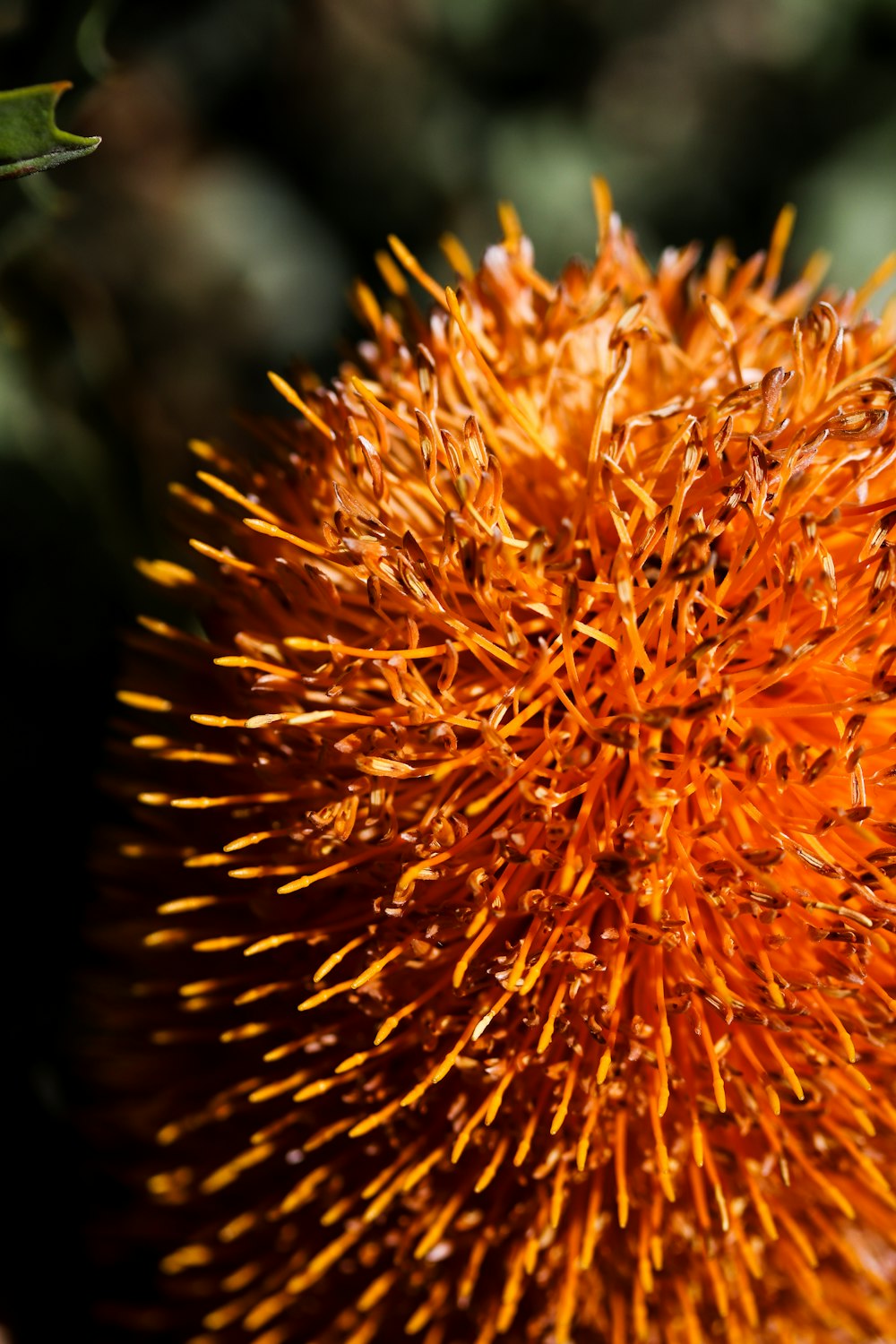 a close up of a flower with a blurry background