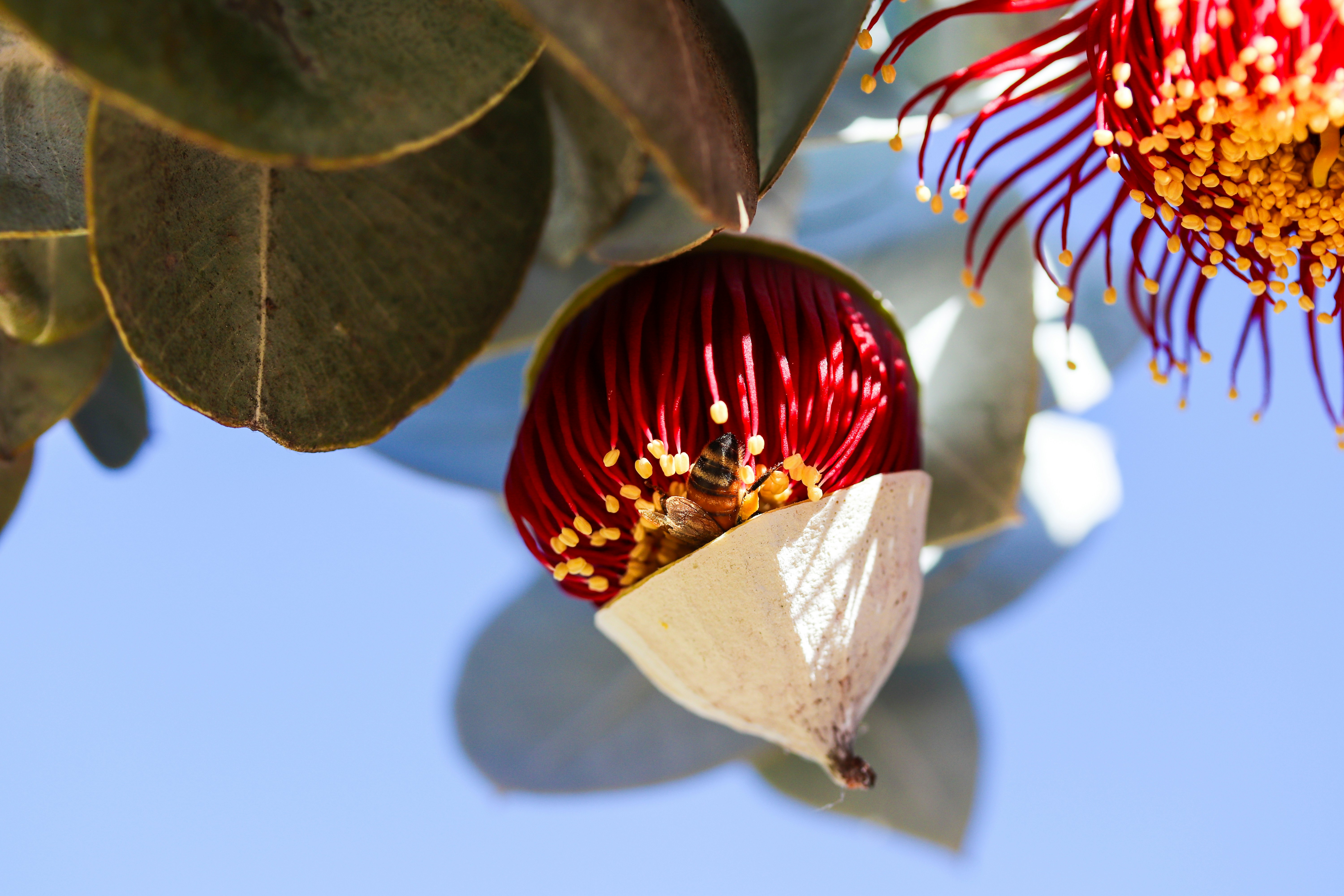 a close up of a flower on a tree, 