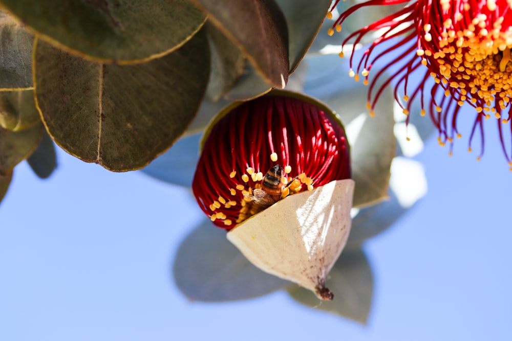 a close up of a flower on a tree