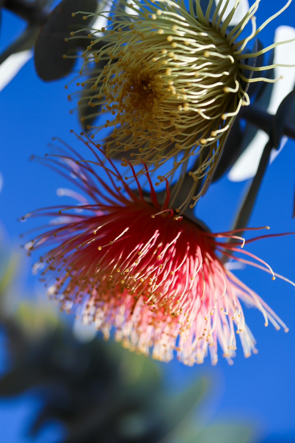 a close up of a flower on a tree