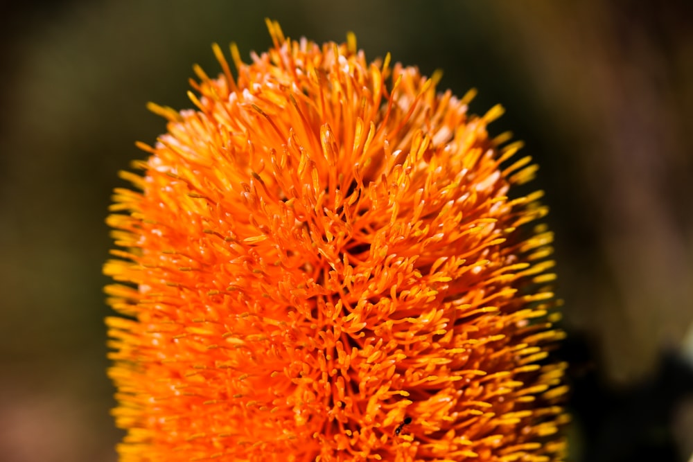 a close up of an orange flower with a blurry background