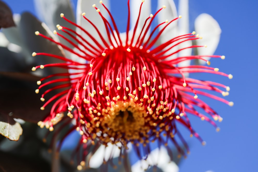 a close up of a red and white flower