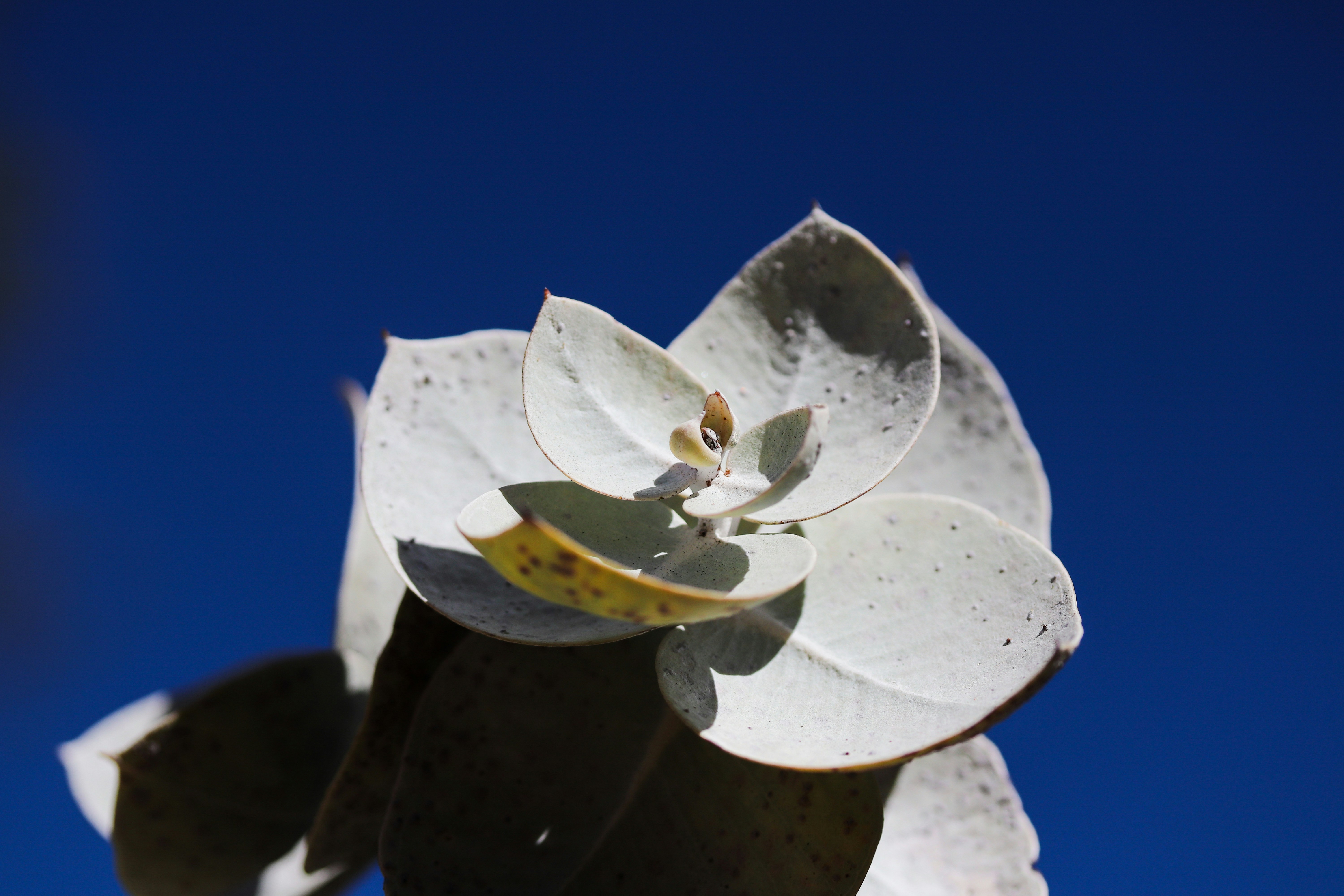 close-up tanaman dengan langit biru di latar belakang