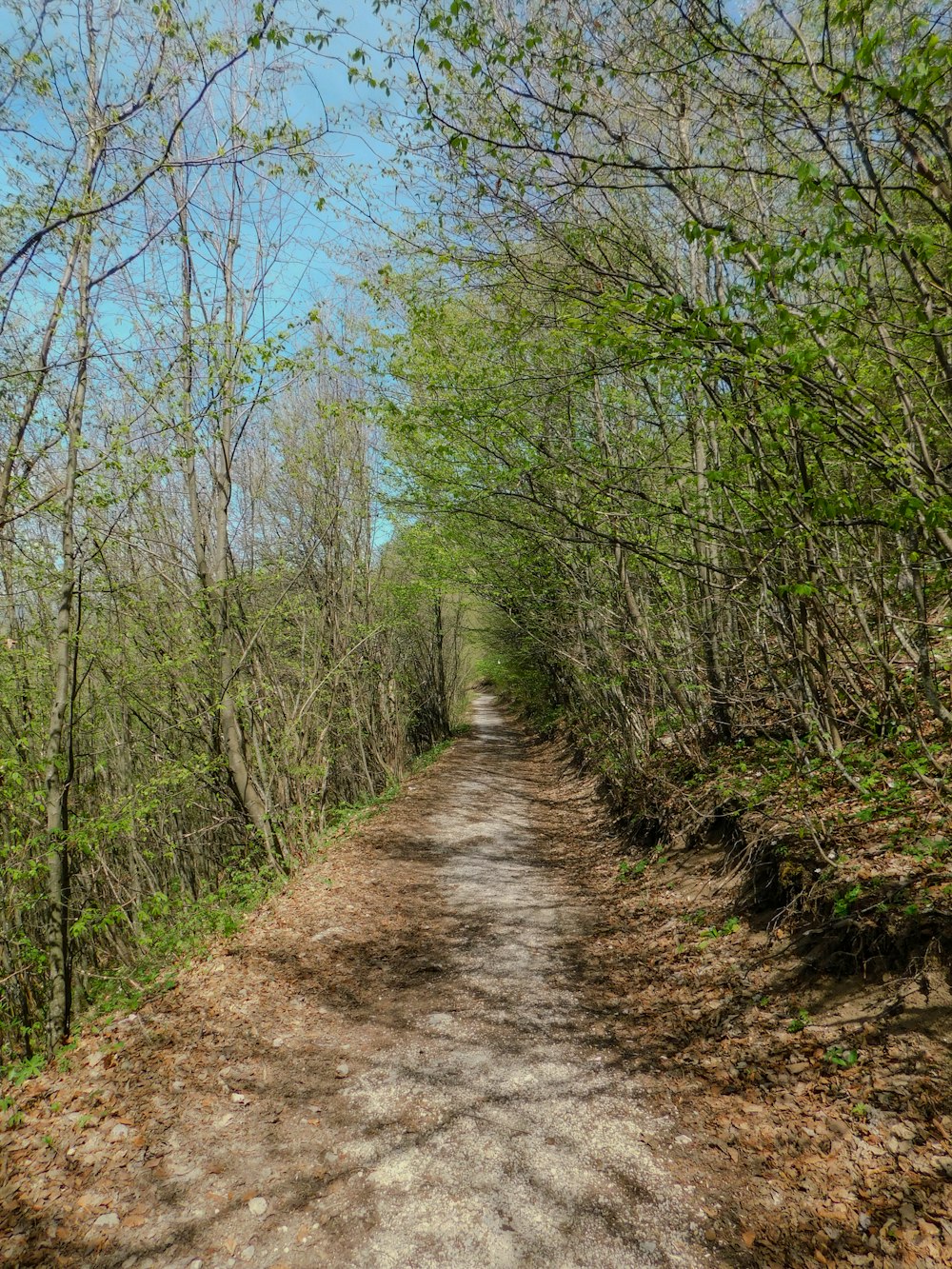 a dirt road surrounded by trees on a sunny day