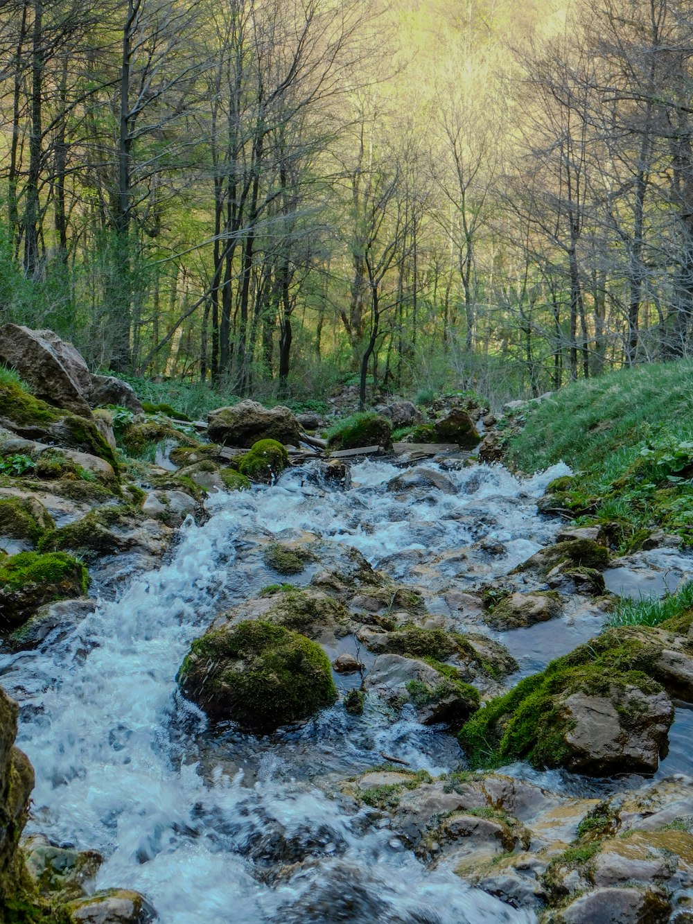 a stream running through a lush green forest