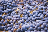 a close up of a bunch of grapes
