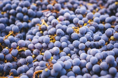 a close up of a bunch of grapes