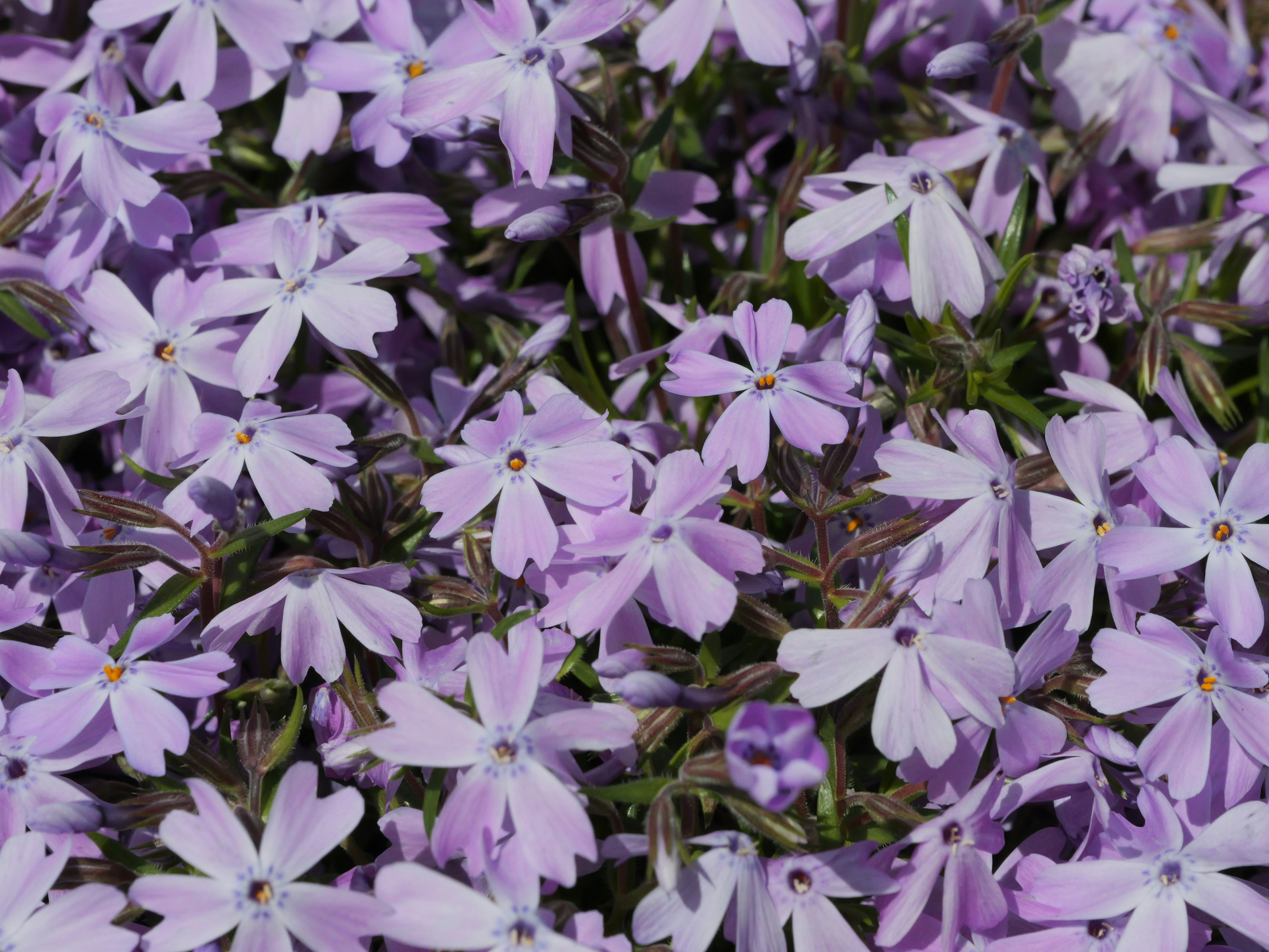 Photo by karonthompson