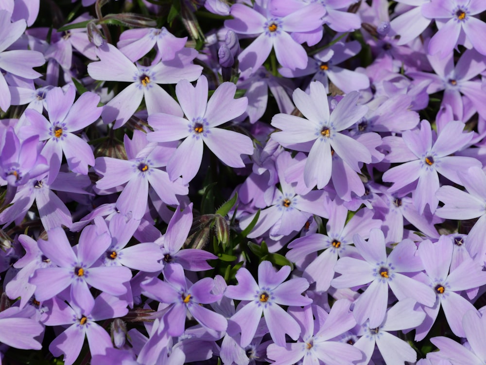 a bunch of purple flowers that are blooming