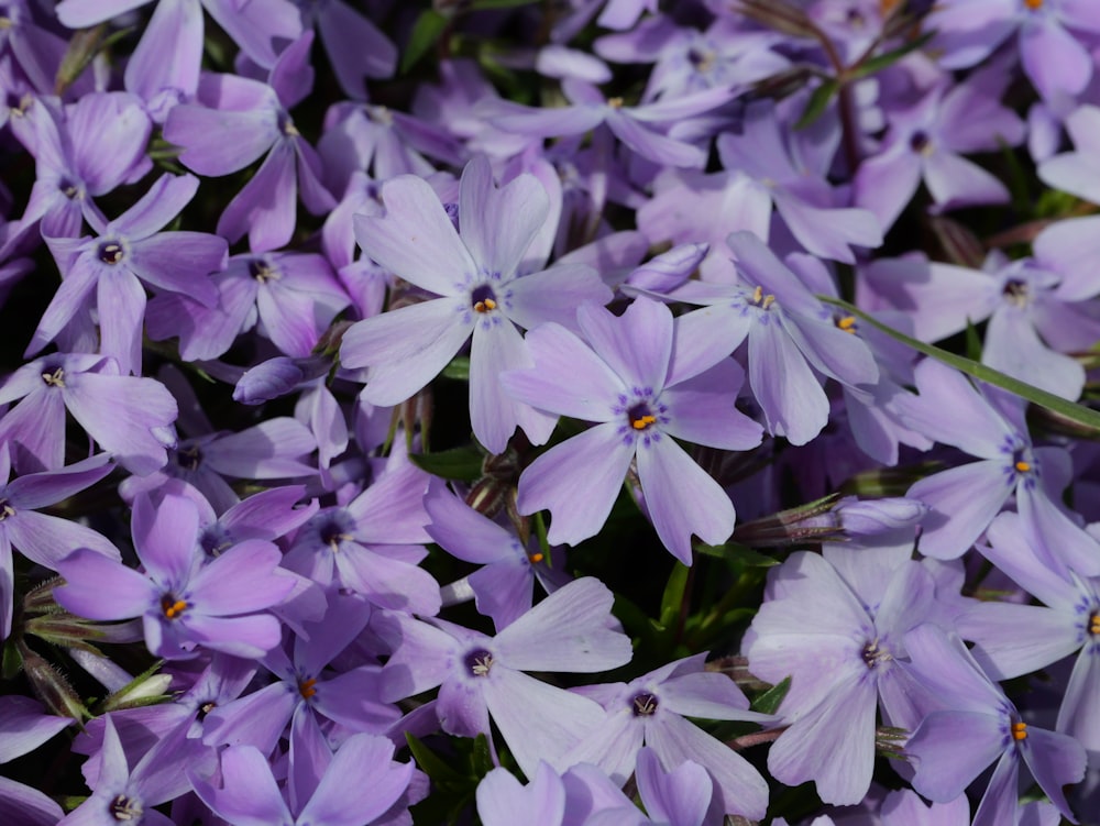a bunch of purple flowers that are blooming