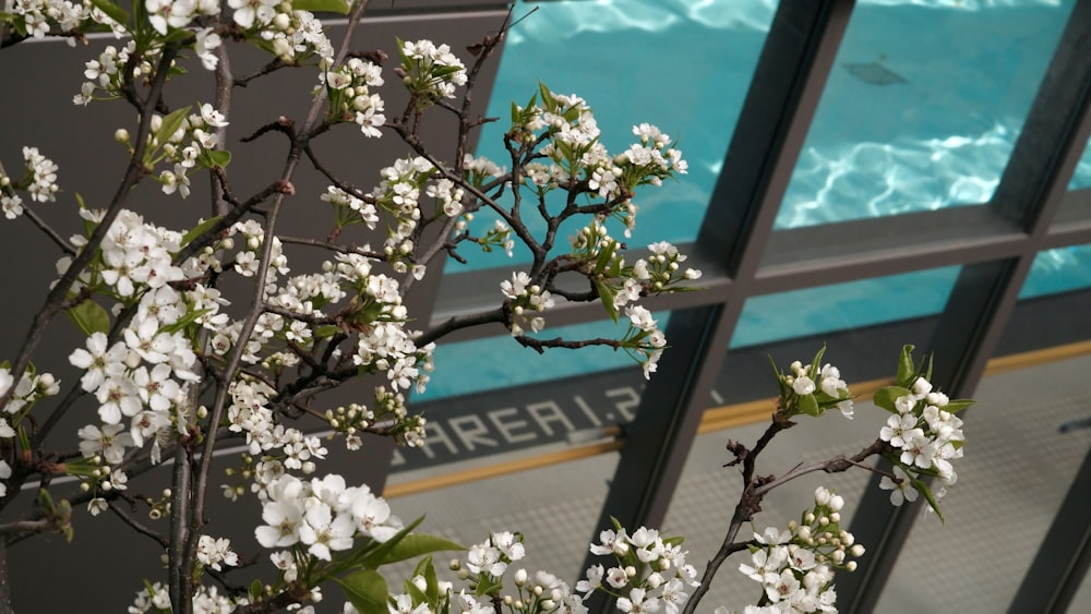 a tree with white flowers in front of a swimming pool