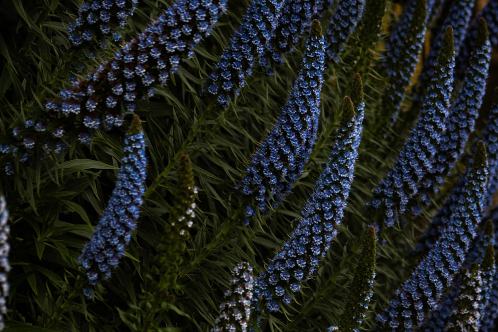 a close up of a bunch of blue flowers
