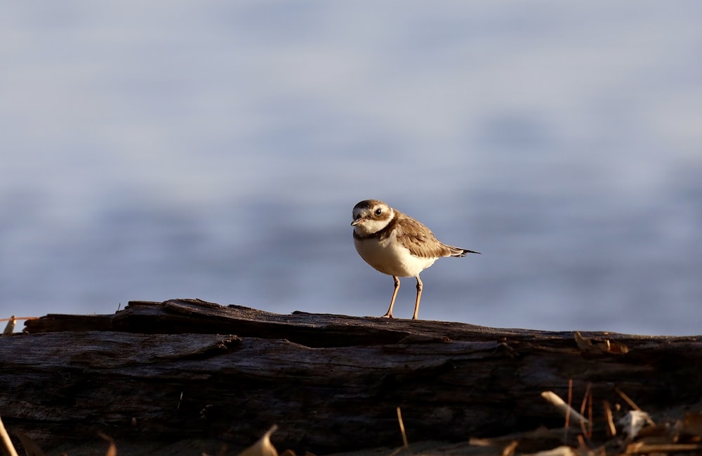 a small bird standing on top of a log