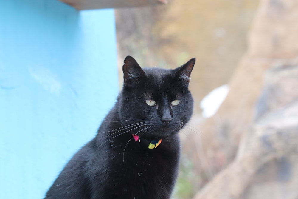 a black cat sitting on top of a wooden table