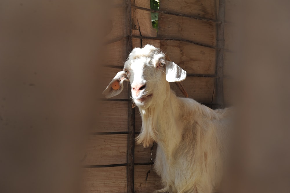 a white goat standing next to a wooden wall