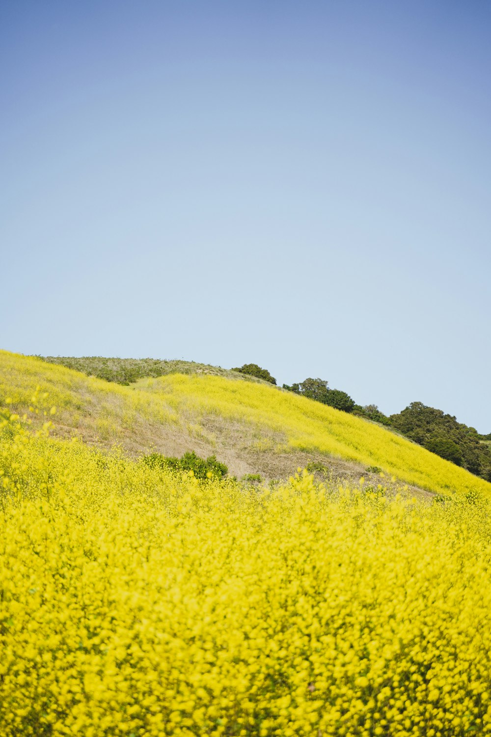 a field of yellow flowers with a hill in the background