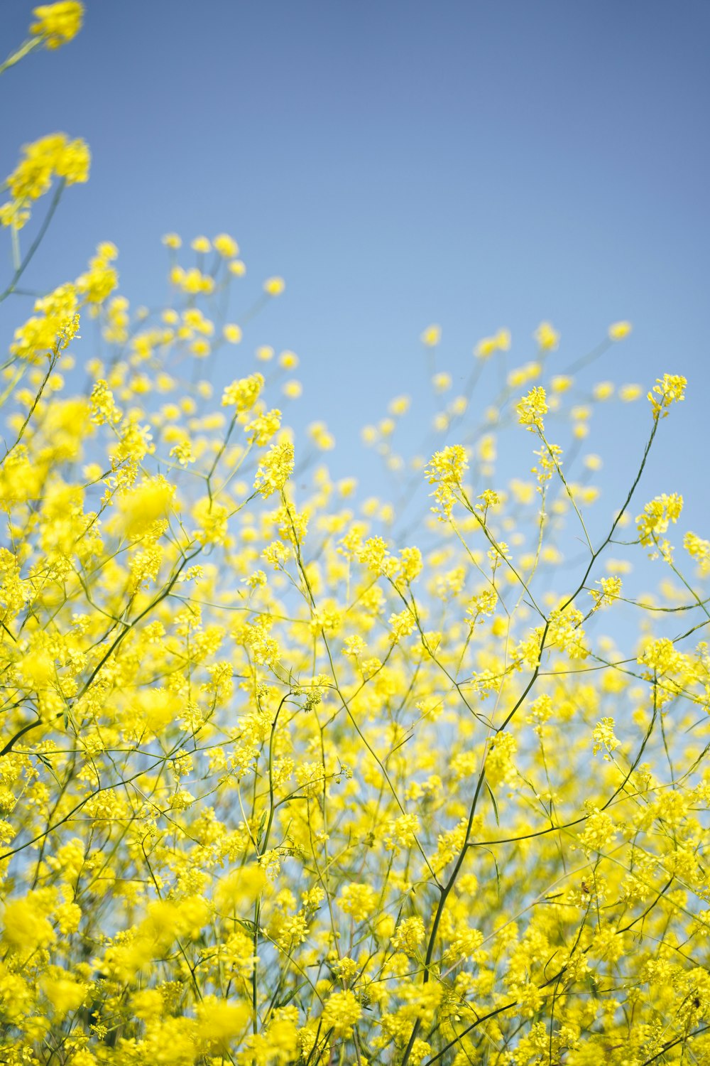 a bunch of yellow flowers that are in the air