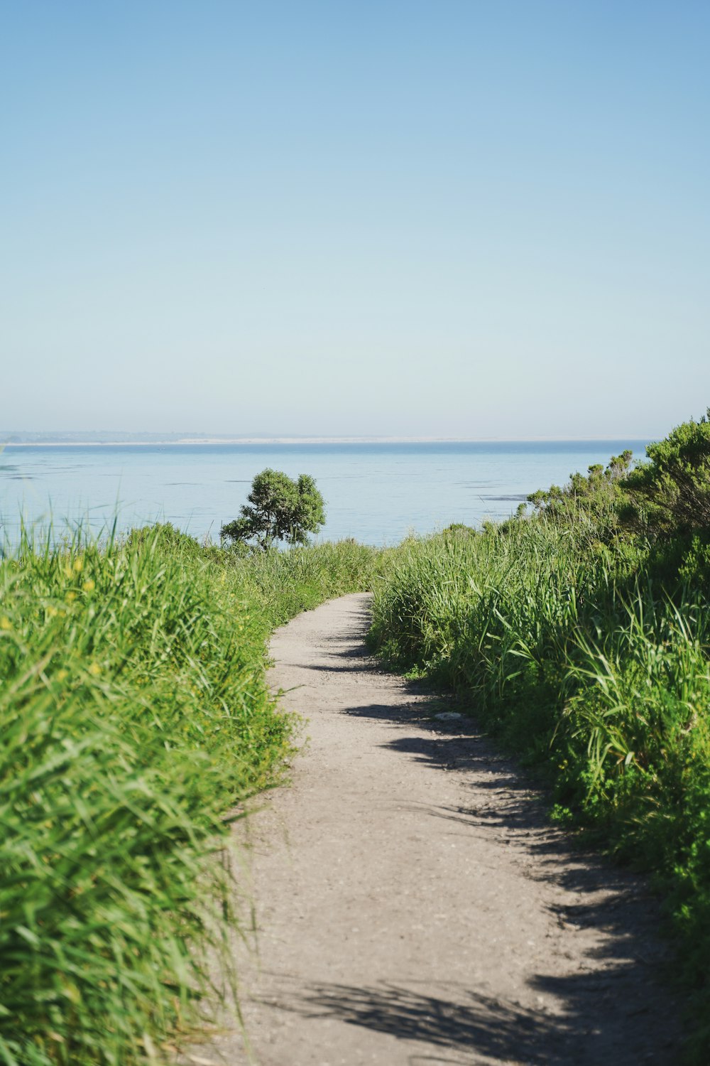 a path leading to the ocean on a sunny day