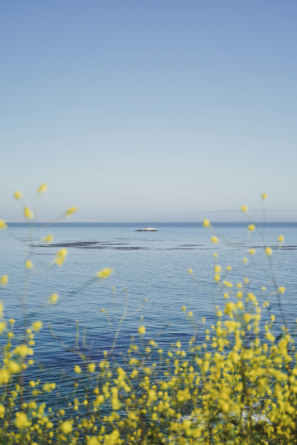 a boat is out on the water near some yellow flowers