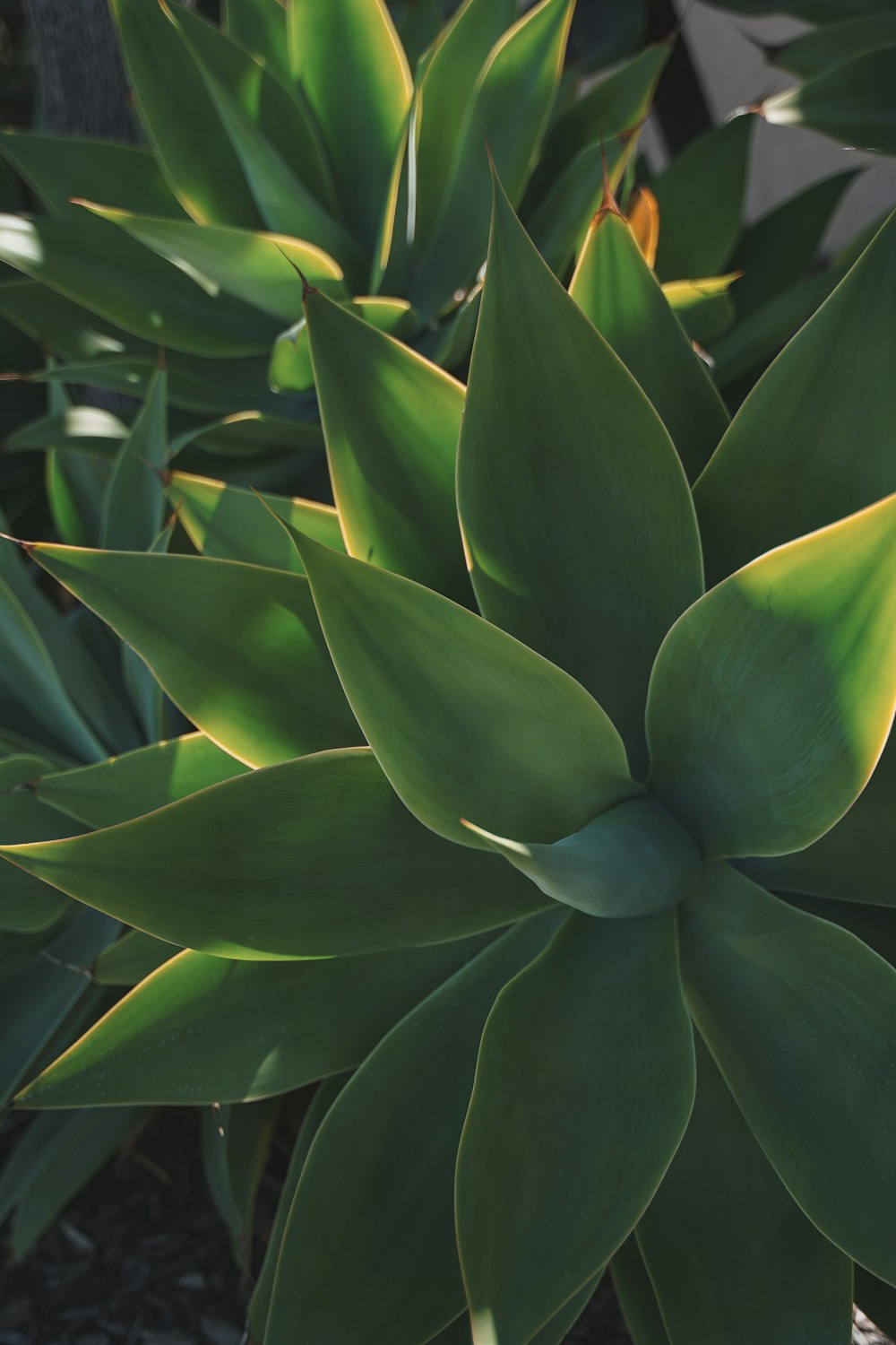 a close up of a green plant with leaves