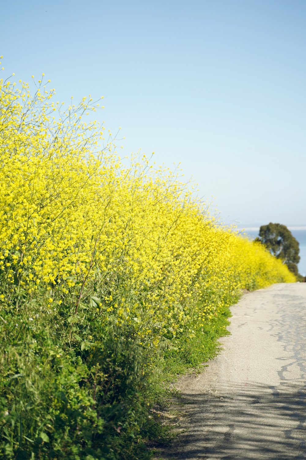 una strada fiancheggiata da tanti fiori gialli