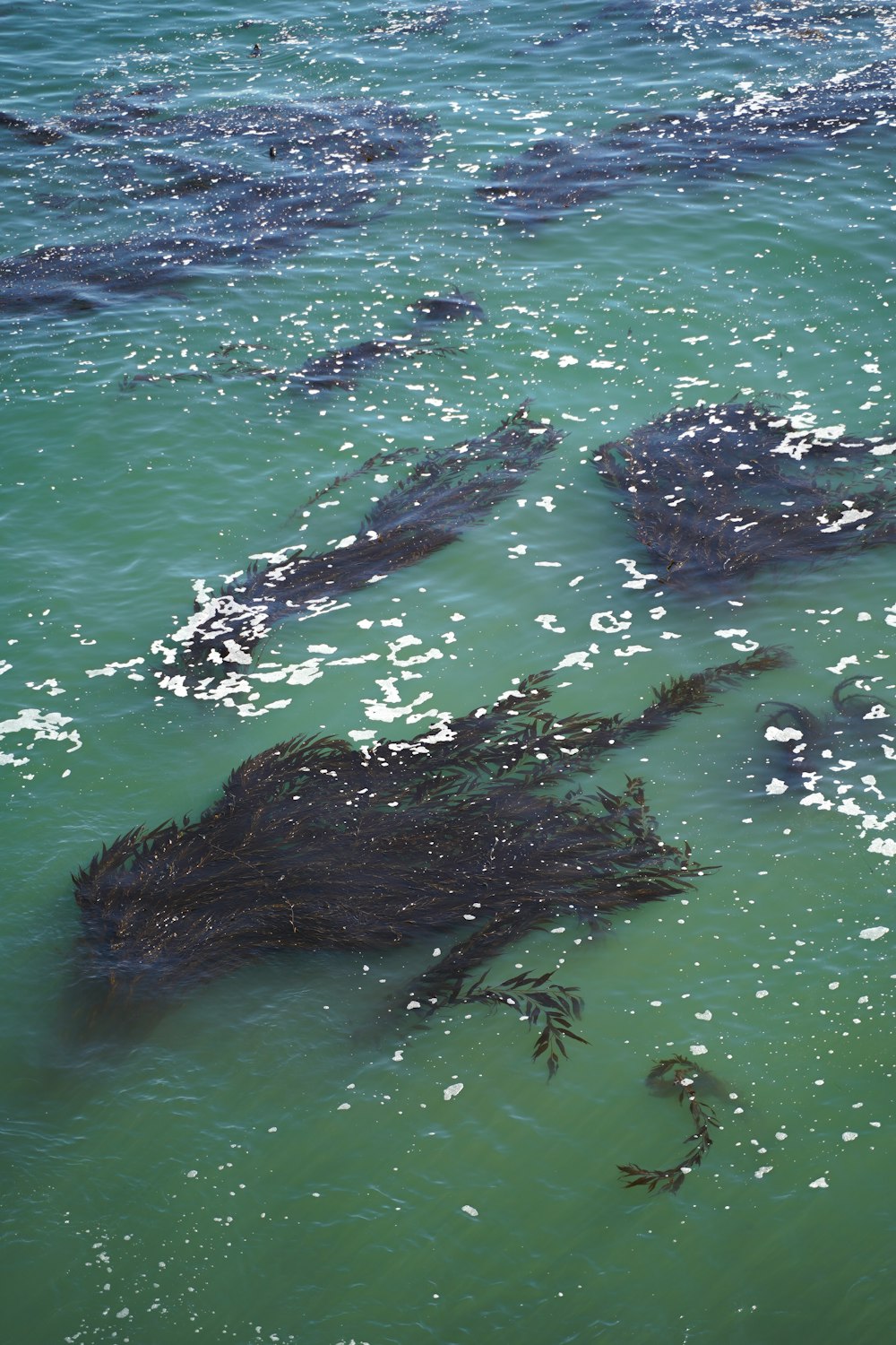 a group of fish swimming in the ocean