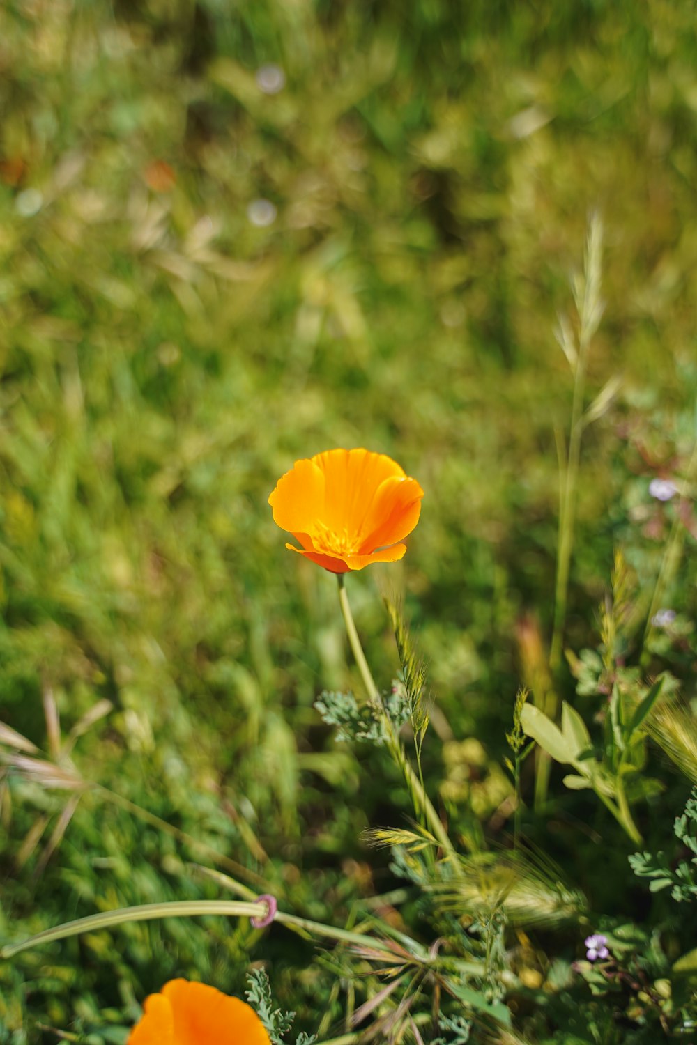 a couple of orange flowers sitting on top of a lush green field