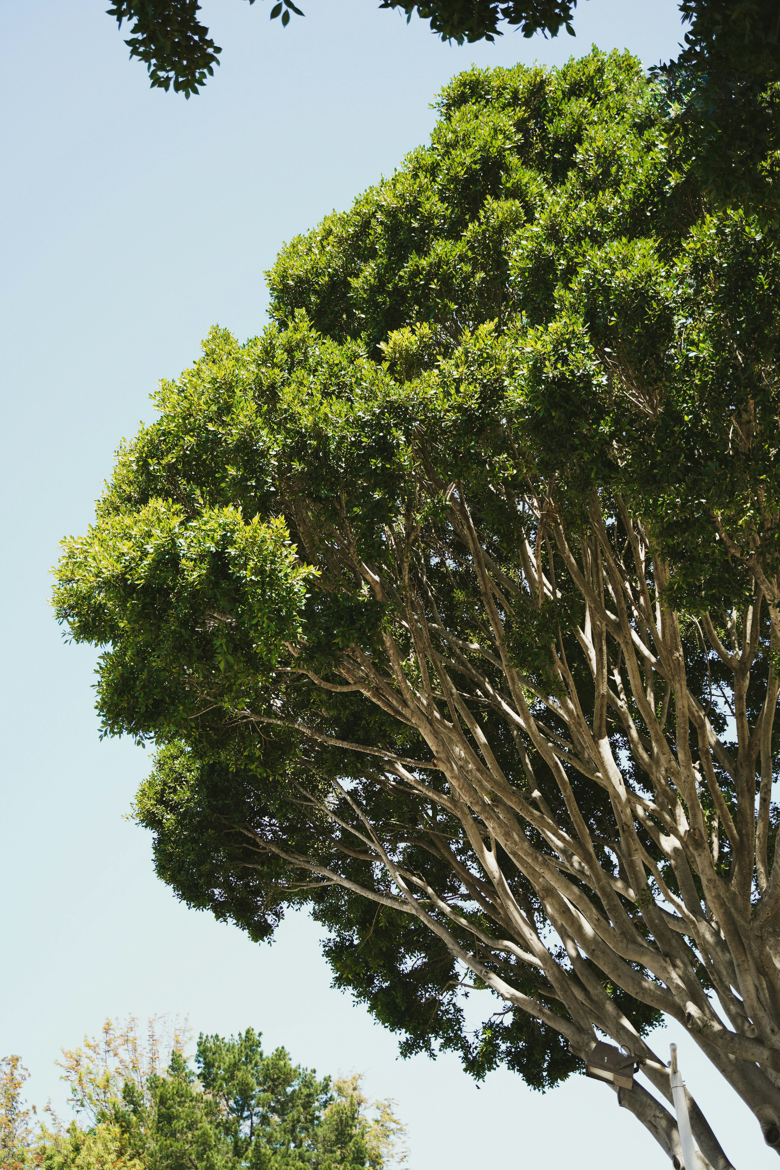 ein hoher Baum mit vielen grünen Blättern