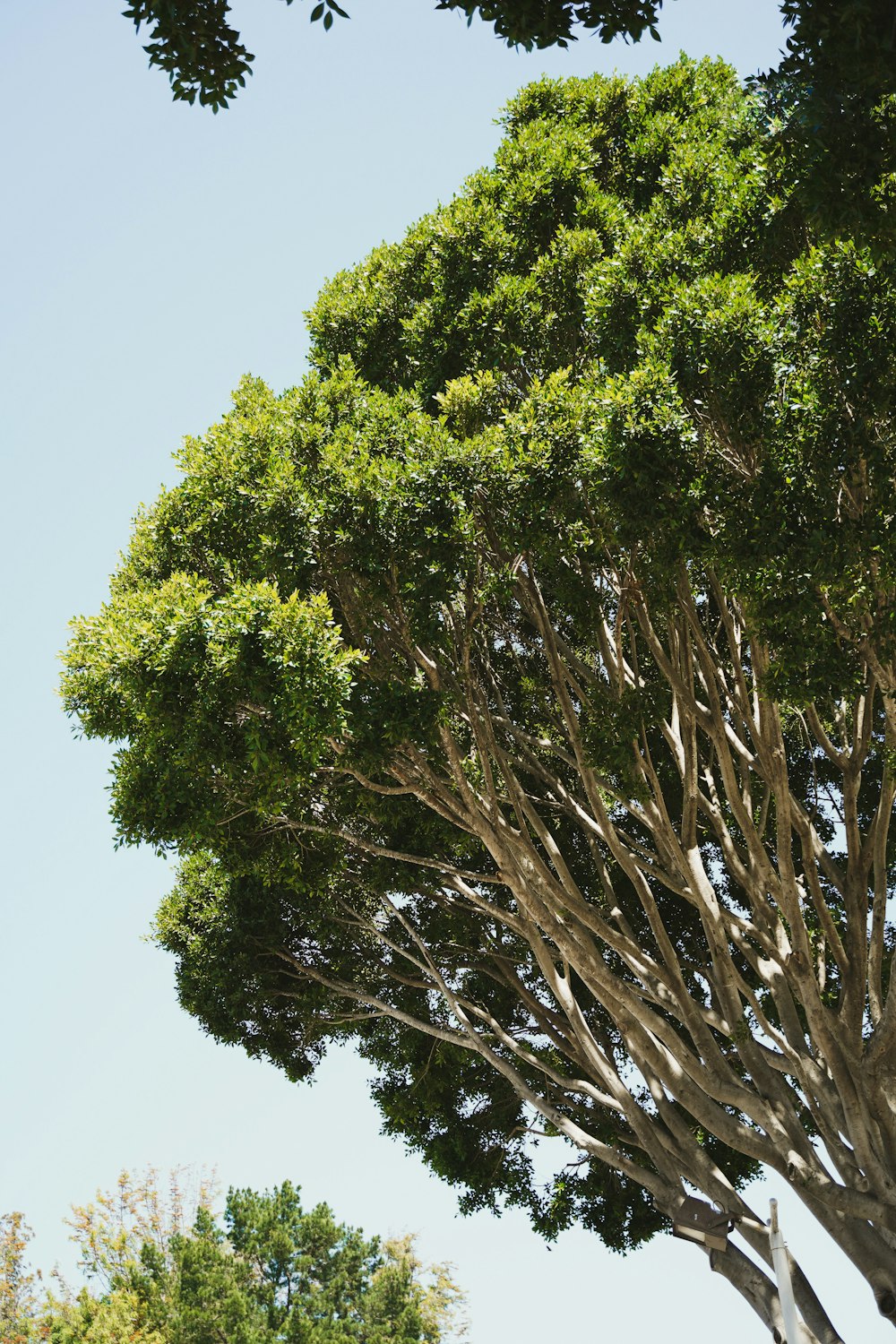 a tall tree with lots of green leaves