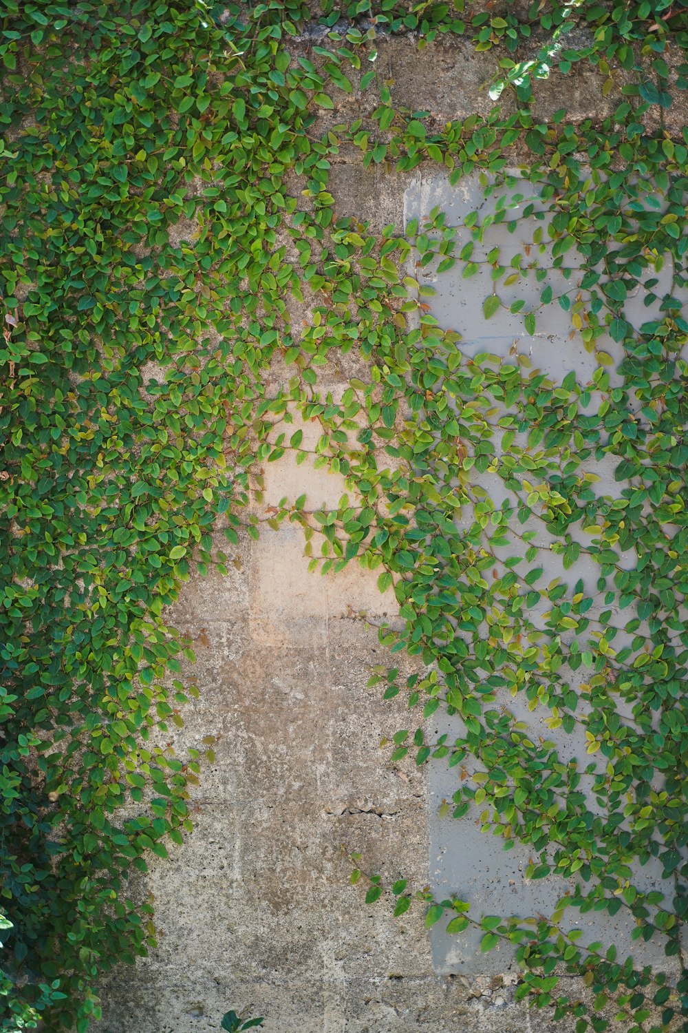 a brick wall covered in green leaves and vines