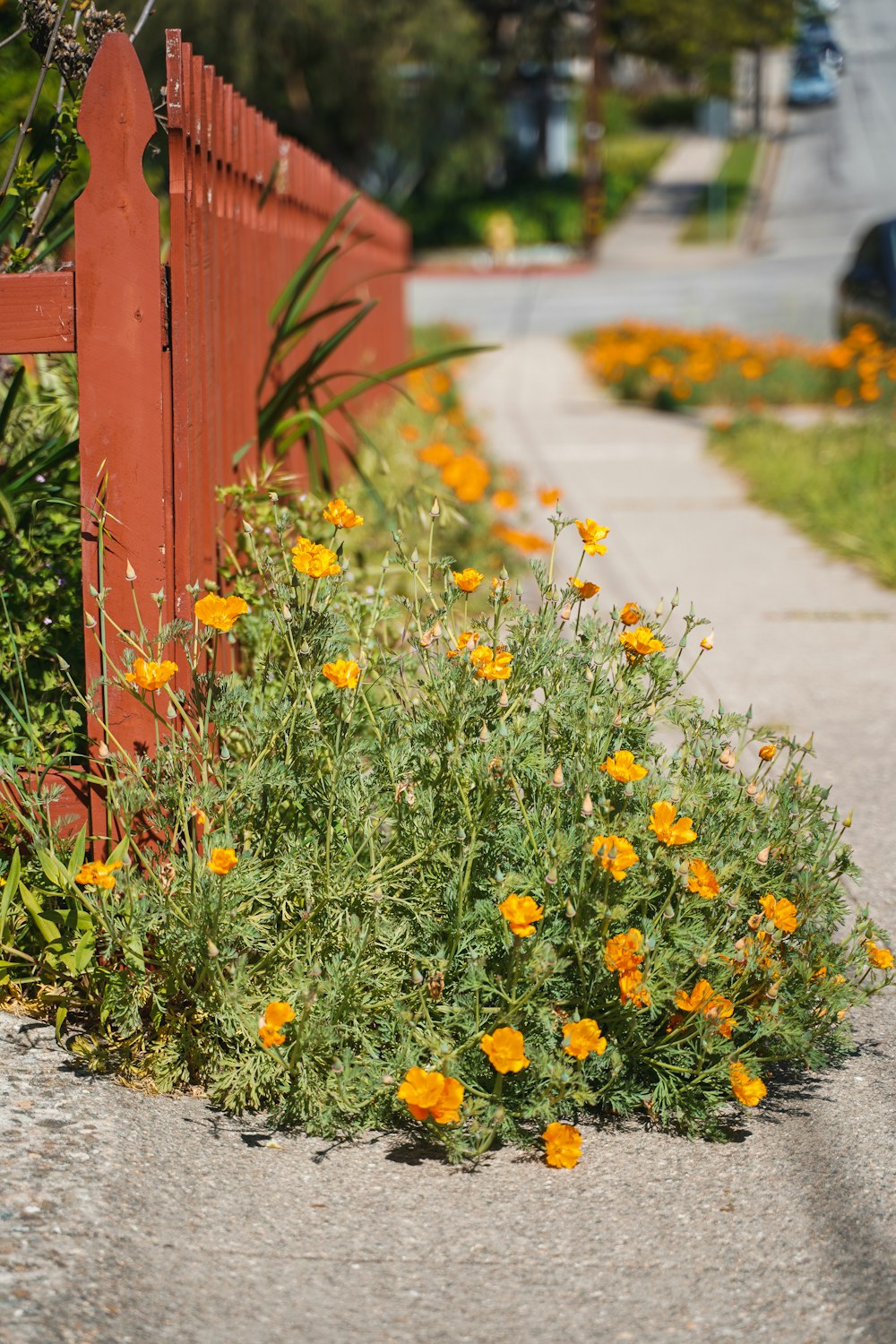 a bunch of flowers that are by a fence